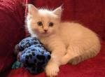 Ragdoll Purebred Daisy May's Litter 1 - Ragdoll Kitten For Sale - Dousman&comma; WI&comma; US