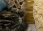 Tricolor Scottish straight girl - Scottish Straight Kitten For Sale - 