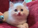 Ragdoll Purebred Daisy May's Litter 3 - Ragdoll Kitten For Sale - Dousman&comma; WI&comma; US