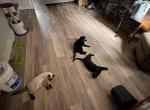 Luna - Domestic Cat For Adoption - Catasauqua&comma; PA&comma; US