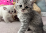 Grey Scottish straight - Scottish Straight Kitten For Sale - 