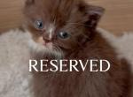 T W I X I E - Scottish Straight Kitten For Sale - Fontana&comma; CA&comma; US