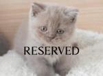 M A P L E - British Shorthair Kitten For Sale - 
