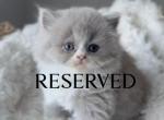 M E L B Y - British Shorthair Kitten For Sale - Fontana&comma; CA&comma; US
