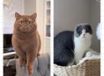 C H A R M E E - Scottish Fold Kitten For Sale - Fontana&comma; CA&comma; US