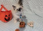 SHELBY siberian shynx domestic mixed breed - Siberian Kitten For Sale - Chandler&comma; AZ&comma; US