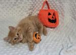 Moe Siberian Shynx Domestic - Siberian Kitten For Sale - 