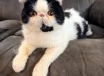Black Bicolor Van - Exotic Cat For Sale - Oklahoma City&comma; OK&comma; US