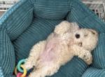 Purebred toy poodle - Toybob Kitten For Sale - Chicopee&comma; MA&comma; US