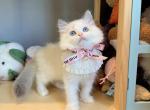 GiGi Blue Bicolor - Ragdoll Kitten For Sale - Fontana&comma; CA&comma; US