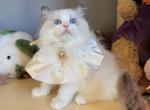 Rosalie Seal Bicolor - Ragdoll Kitten For Sale - Fontana&comma; CA&comma; US