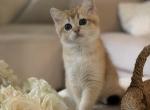 Fiona - British Shorthair Kitten For Sale - Bensalem&comma; PA&comma; US