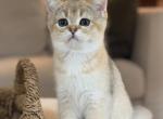 Felix - British Shorthair Kitten For Sale - 