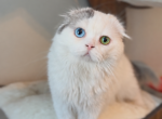 J A S P E R - Scottish Fold Kitten For Sale - Fontana&comma; CA&comma; US
