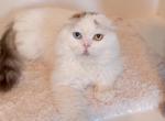 C A S P I A N - Scottish Fold Kitten For Sale - Fontana&comma; CA&comma; US