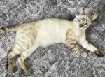 Seal Point Lynx Bengal - Bengal Kitten For Sale - 