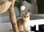 Scottish shorthair - Scottish Straight Kitten For Sale - Ontario&comma; NY&comma; US