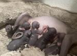 Lola litter - Sphynx Kitten For Sale - San Diego&comma; CA&comma; US