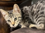 Seal Lynx Bengal Maine Coon mix - Bengal Kitten For Sale - 