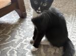 Bella - Domestic Kitten For Sale - 
