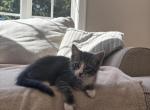 Bob - Domestic Kitten For Sale - Berlin&comma; CT&comma; US