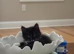 Dan - Domestic Kitten For Sale - 