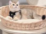 Tommy - Munchkin Kitten For Sale - Queens&comma; NY&comma; US