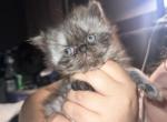 Persian Female Smoke Coat - Persian Kitten For Sale - Rockford&comma; IL&comma; US