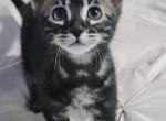 Indica charcoal bengal female kitten for sale - Bengal Kitten For Sale - Saint Augustine&comma; FL&comma; US