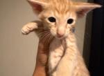 Male sale - Oriental Kitten For Sale - Cassatt&comma; SC&comma; US