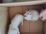 Kitty kitten - Domestic Cat For Sale - Santa Ana&comma; CA&comma; US
