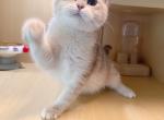Dede - British Shorthair Kitten For Sale - Queens&comma; NY&comma; US