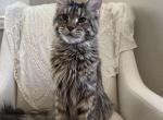 Diana - Maine Coon Cat For Sale/Retired Breeding - Chandler Heights&comma; AZ&comma; US