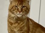 Brick - Maine Coon Cat For Adoption - Wilmington&comma; DE&comma; US