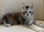 Millie - Maine Coon Kitten For Sale - Chandler Heights&comma; AZ&comma; US
