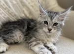 Wesley - Maine Coon Kitten For Sale - Chandler Heights&comma; AZ&comma; US