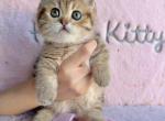 Tilly - Munchkin Kitten For Sale - Fontana&comma; CA&comma; US