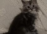 Armen - Maine Coon Kitten For Sale - Chandler Heights&comma; AZ&comma; US