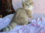 Winnie - Munchkin Kitten For Sale - Fontana&comma; CA&comma; US