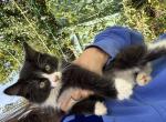 Tito - American Longhair Kitten For Sale - West Springfield&comma; MA&comma; US