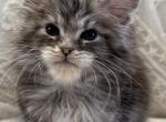 Levon - Maine Coon Kitten For Sale - Chandler Heights&comma; AZ&comma; US