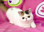 Nina - Exotic Kitten For Sale - Rancho Bernardo&comma; CA&comma; US
