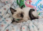 Seal Point 2 Male S - Siamese Kitten For Sale - 