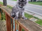 Smoke - Maine Coon Kitten For Sale - Findlay&comma; OH&comma; US