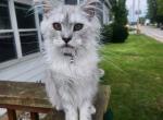 Evie - Maine Coon Kitten For Sale - Findlay&comma; OH&comma; US