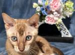 Suede - Bengal Kitten For Sale - Barberton&comma; OH&comma; US