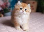 Fanny - British Shorthair Kitten For Sale - Fair Oaks&comma; CA&comma; US