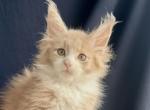 Albus - Maine Coon Kitten For Sale - CO&comma; US