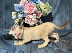 Cartier - Bengal Kitten For Sale - 