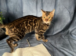 Blaze - Bengal Kitten For Sale - 
